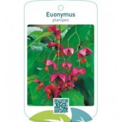 Euonymus planipes