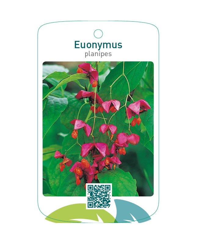 Euonymus planipes