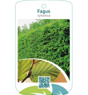 Fagus sylvatica