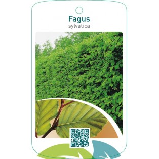 Fagus sylvatica