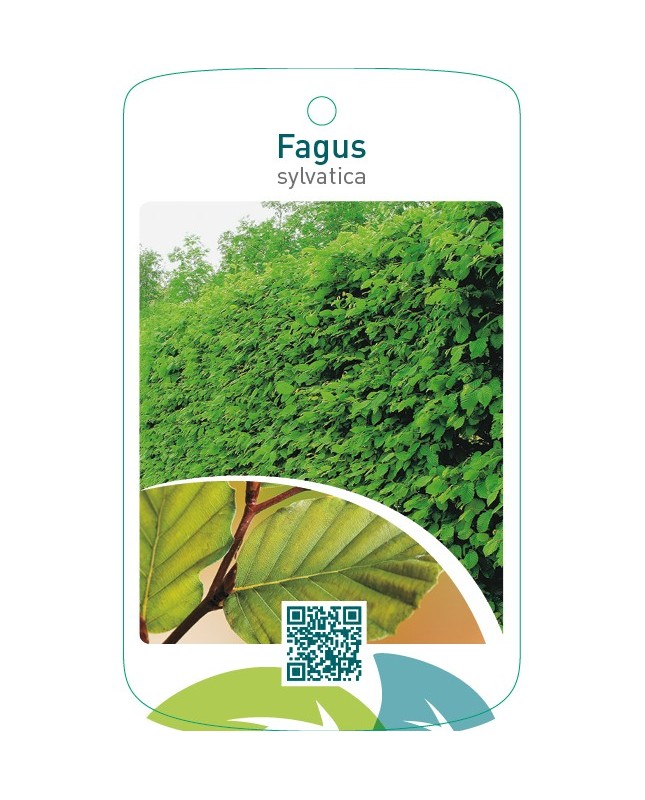 Fagus sylvatica
