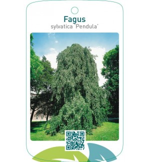 Fagus sylvatica ‘Pendula’
