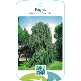 Fagus sylvatica ‘Pendula’