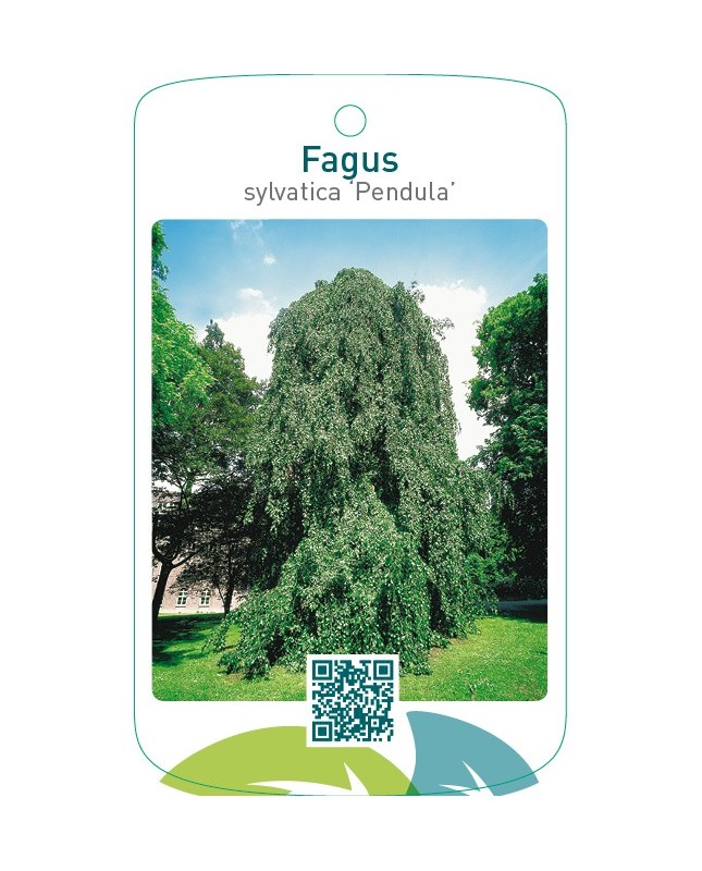 Fagus sylvatica ‘Pendula’