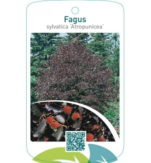 Fagus sylvatica ‘Atropunicea’
