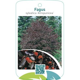 Fagus sylvatica ‘Atropunicea’