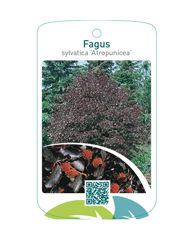 Fagus sylvatica ‘Atropunicea’