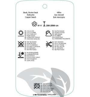 Etichette di Fagus sylvatica ‘Atropunicea’ *