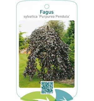 Fagus sylvatica ‘Purpurea Pendula’
