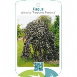 Fagus sylvatica ‘Purpurea Pendula’
