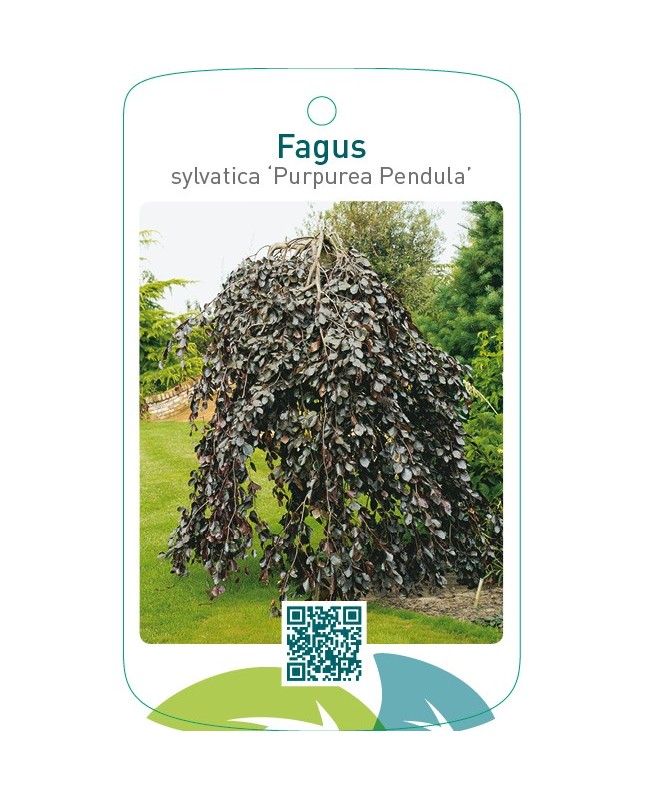 Fagus sylvatica ‘Purpurea Pendula’