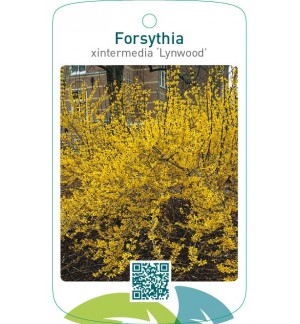 Forsythia xintermedia ‘Lynwood’