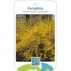 Forsythia xintermedia ‘Lynwood’