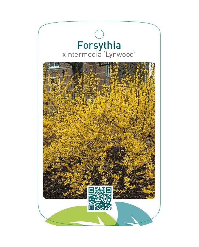 Forsythia xintermedia ‘Lynwood’