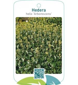 Hedera helix ‘Arborescens ’