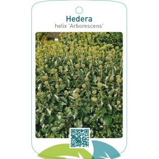 Hedera helix ‘Arborescens ’