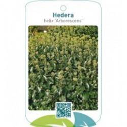 Hedera helix ‘Arborescens ’