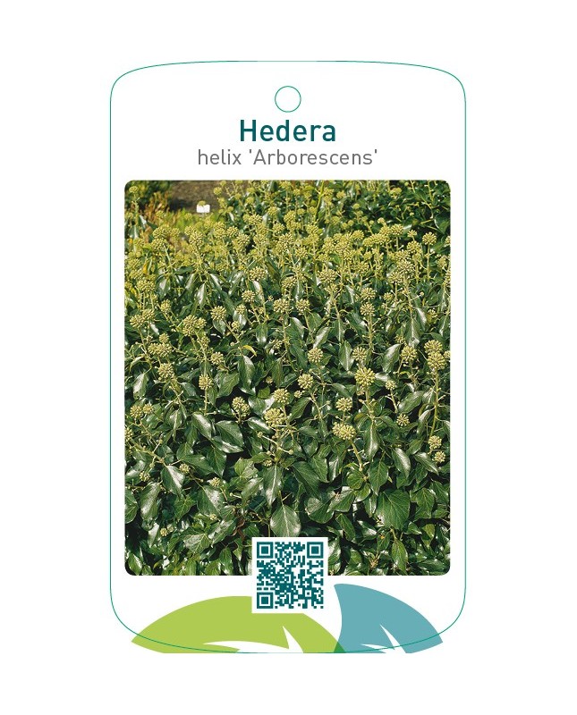 Hedera helix ‘Arborescens ’