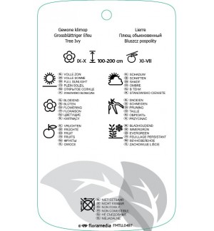 Etichette di Hedira helix ‘Arborescens ’ *
