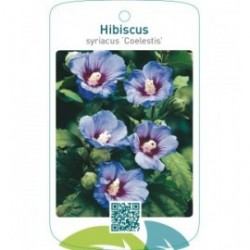 Hibiscus syriacus ‘Coelestis’