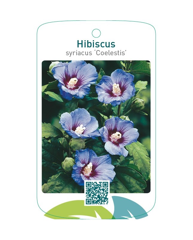 Hibiscus syriacus ‘Coelestis’
