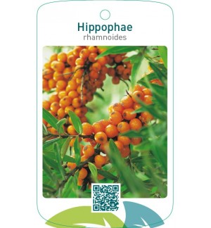 Hippophae rhamnoides