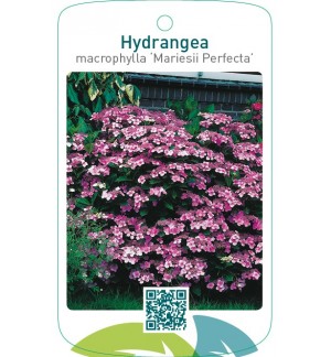 Hydrangea macrophylla ‘Mariesii Perfecta’