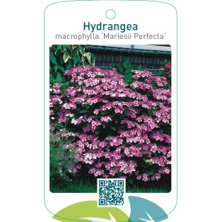 Hydrangea macrophylla ‘Mariesii Perfecta’