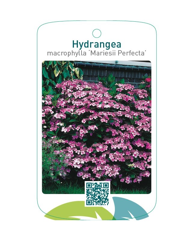 Hydrangea macrophylla ‘Mariesii Perfecta’