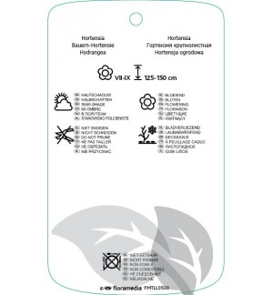 Etichette di Hydrangea macrophylla ‘Mariesii Perfecta’ *