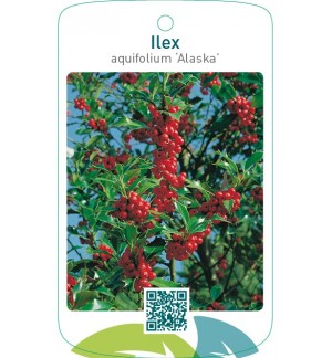 Ilex aquifolium ‘Alaska’