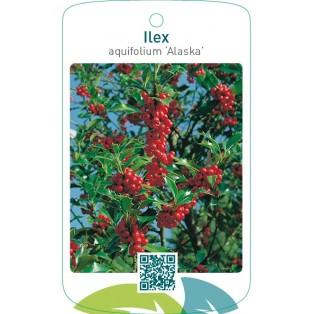 Ilex aquifolium ‘Alaska’