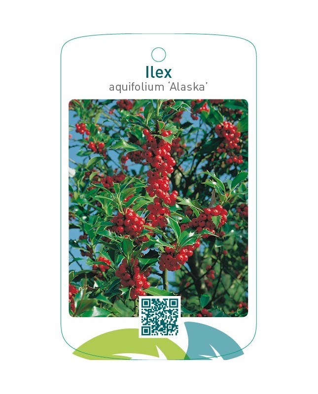 Ilex aquifolium ‘Alaska’