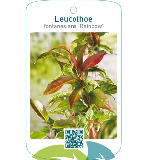 Leucothoe fontanesiana ‘Rainbow’