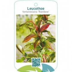 Leucothoe fontanesiana ‘Rainbow’