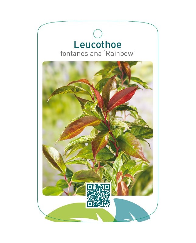 Leucothoe fontanesiana ‘Rainbow’
