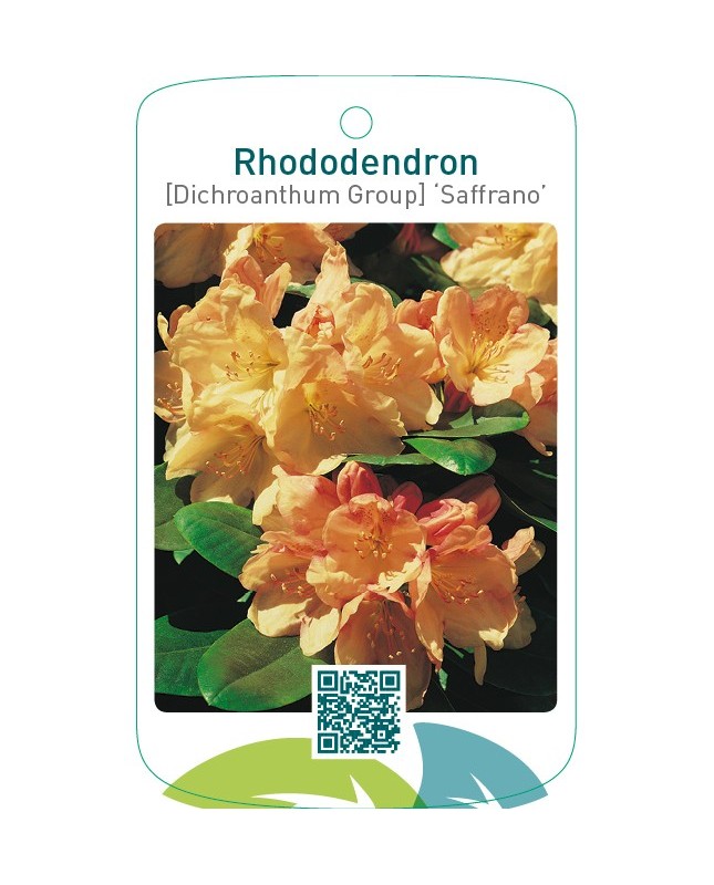 Rhododendron [Dichroanthum Group] ‘Saffrano’