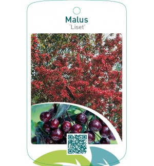 Malus ‘Liset’