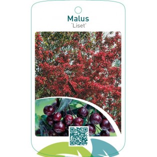 Malus ‘Liset’