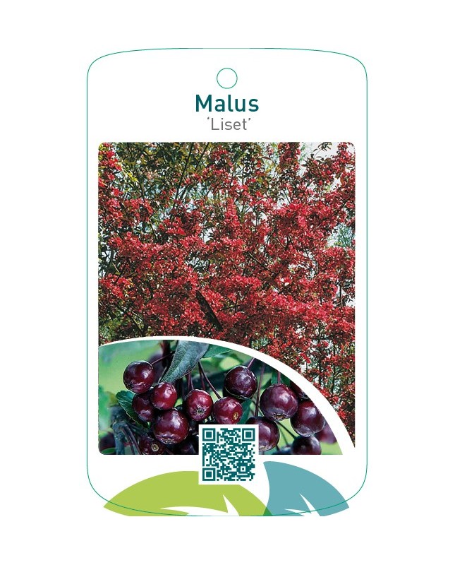 Malus ‘Liset’