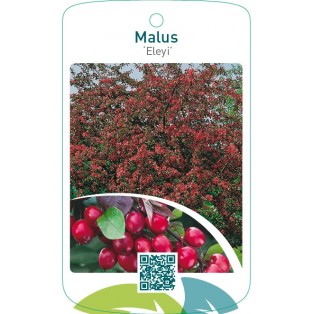 Malus ‘Eleyi’