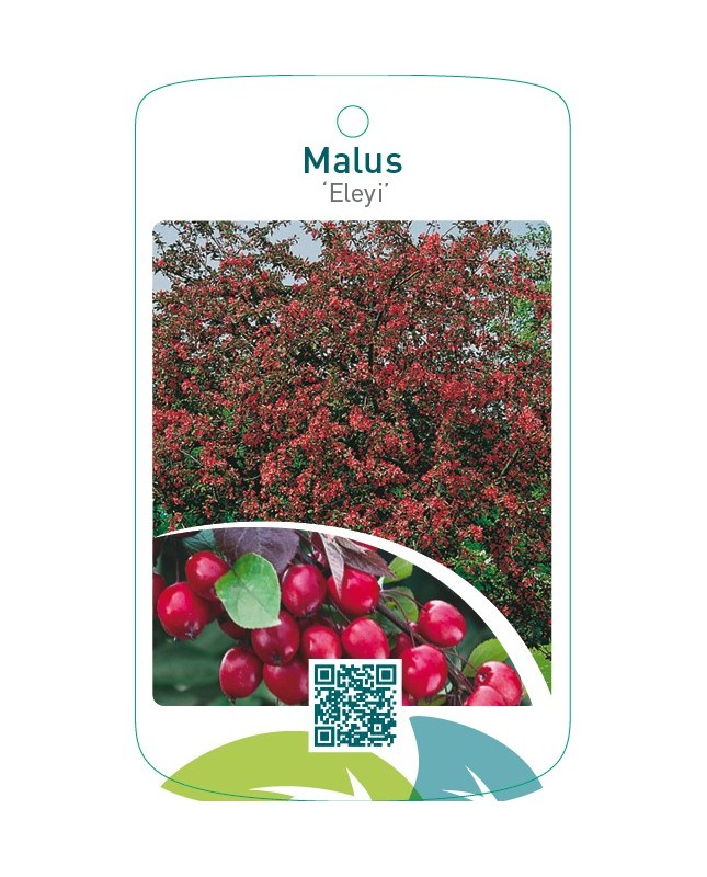 Malus ‘Eleyi’