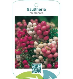 Gaultheria mucronata mix