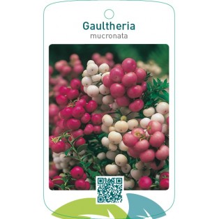 Gaultheria mucronata mix