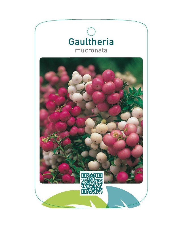 Gaultheria mucronata mix