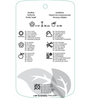 Etichette di Gaultheria mucronata mix *