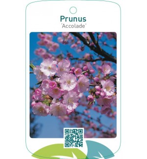Prunus ‘Accolade’