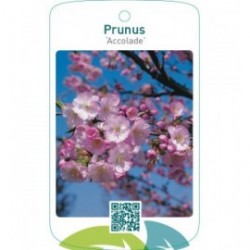 Prunus ‘Accolade’