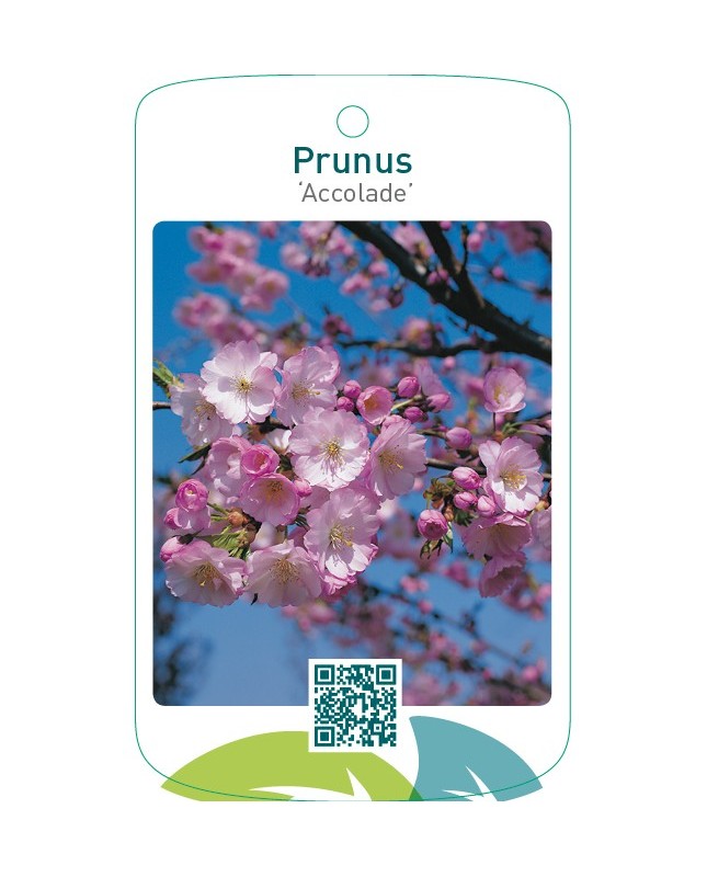Prunus ‘Accolade’