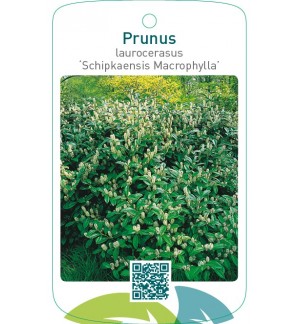 Prunus laurocerasus ‘Schipkaensis Macrophylla’